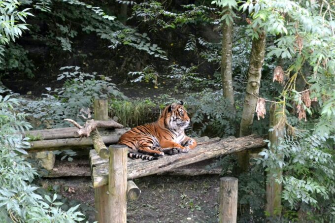 Skip The Line Access: Panna National Park Jungle Safari - Additional Services and Amenities