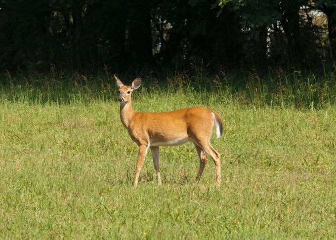 Skip The Line Access: Panna National Park Jungle Safari - Frequently Asked Questions