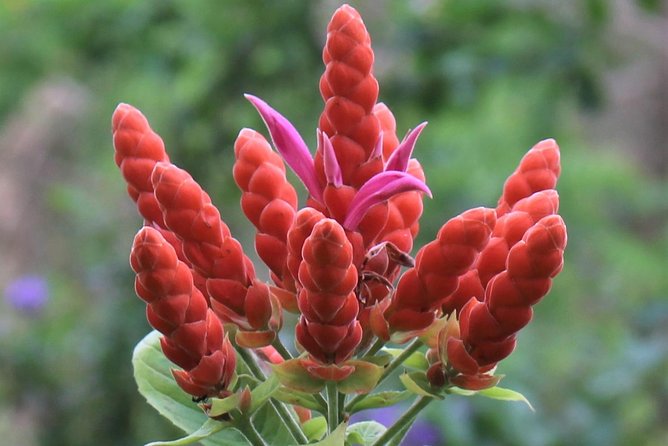 Skip the Line: Ahhh Ras Natango Gallery and Garden Admission Tickets - Tour Highlights