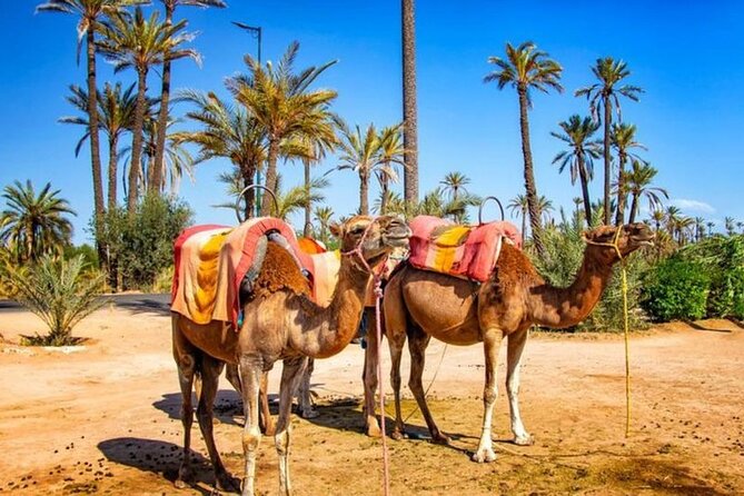 Skip the Line at : Majorelle Garden and Palm Garden. - Questions About Your Stay