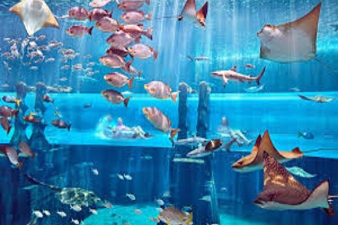 Skip The Line : Atlantis Lost Chambers Aquarium - Main Aquarium Tank