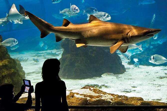 Skip the Line: Barcelona Aquarium Ticket - Interactive Exhibits and Attractions
