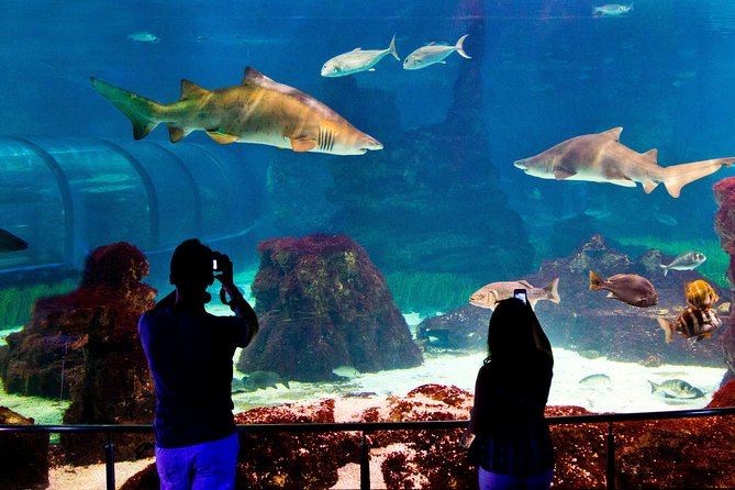 Skip the Line: Barcelona Aquarium Ticket - Visitor Feedback and Ratings