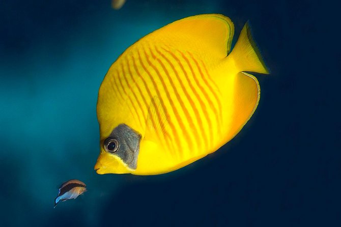 Skip the Line: Barcelona Aquarium Ticket - Nearby Dining and Sightseeing