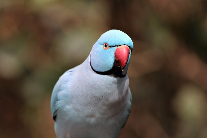 Skip the Line: Birds of Eden Admission Ticket - Key Points