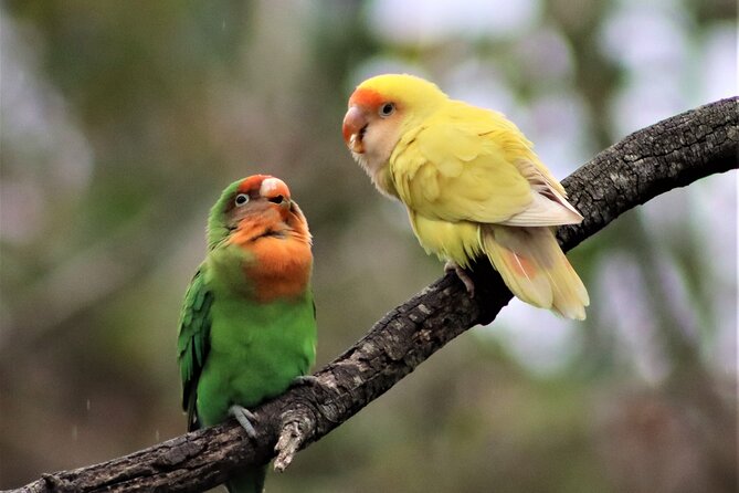 Skip the Line: Birds of Eden Admission Ticket - Visitor Experiences