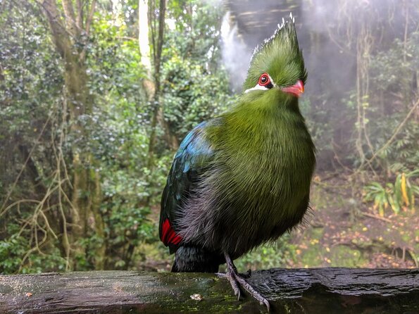 Skip the Line: Birds of Eden Admission Ticket - Accessibility Options
