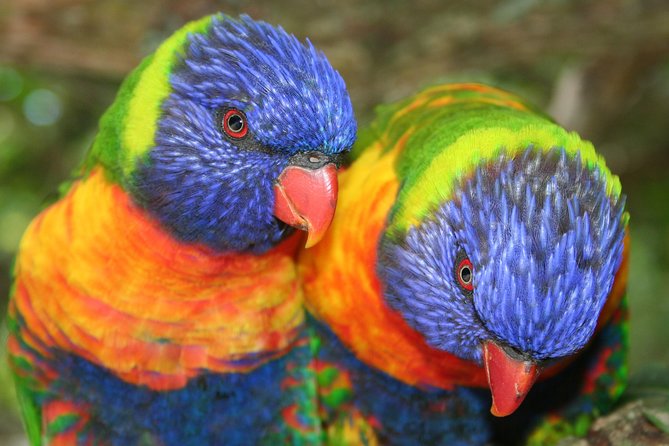 Skip the Line: Birds of Eden Admission Ticket - Traveler Reviews