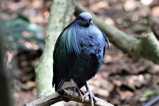 Skip the Line: Birds of Eden Admission Ticket - Getting There