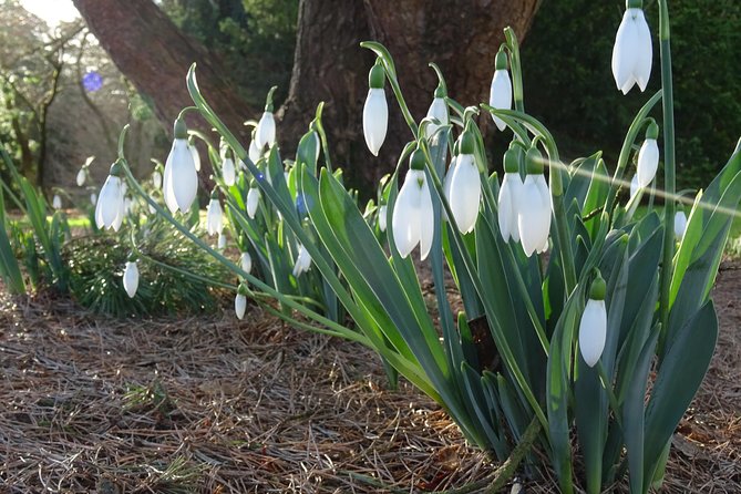 Skip-the-Line: Botanic Garden Entry Ticket - How to Obtain Tickets