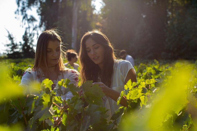 Skip the Line: Concha Y Toro Traditional Tour Ticket - Inclusions and Exclusions