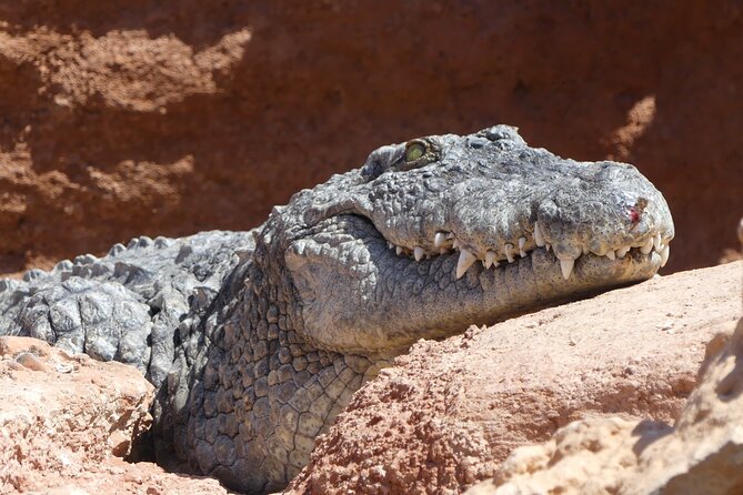 Skip the Line: Crocoparc Admission Ticket - Park Hours of Operation