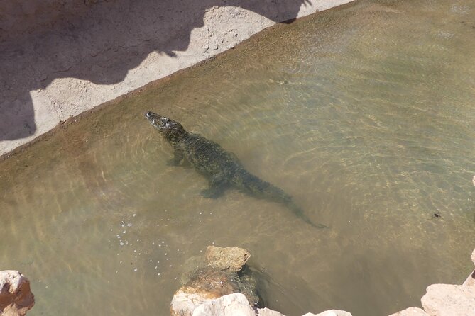 Skip the Line: Crocoparc Admission Ticket - Additional Park Details