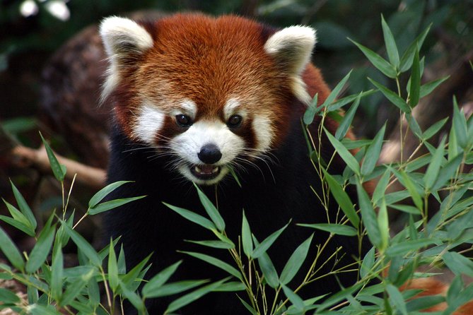 Skip the Line: Daily Admission at Woodland Park Zoo Ticket - Ideal for Time-Pressed Travelers