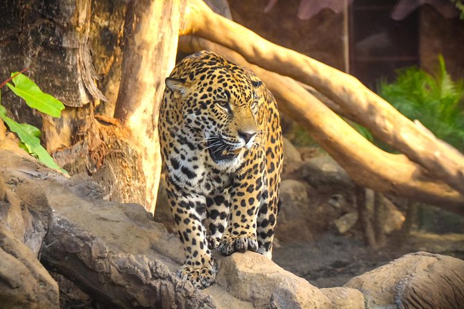 Skip the Line: Diamante Eco Adventure Park: Animal Sanctuary Discovery Ticket - Habitats and Ecosystems