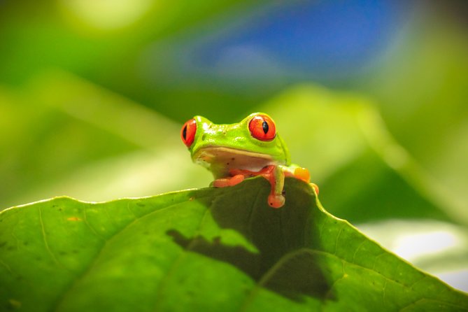 Skip the Line: Diamante Eco Adventure Park: Animal Sanctuary Discovery Ticket - Conservation Efforts and Partnerships