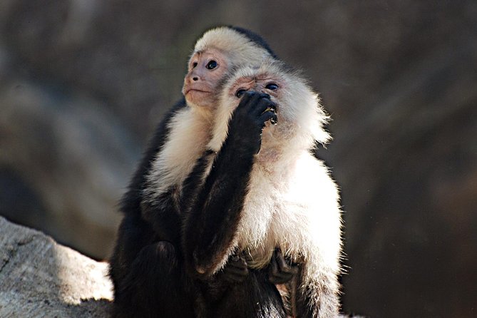 Skip the Line: Diamante Eco Adventure Park: Animal Sanctuary Discovery Ticket - Visitor Experience and Testimonials