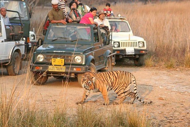 Skip-the-Line Entry for Ranthambore Gypsy Safari - Pricing and Inclusions
