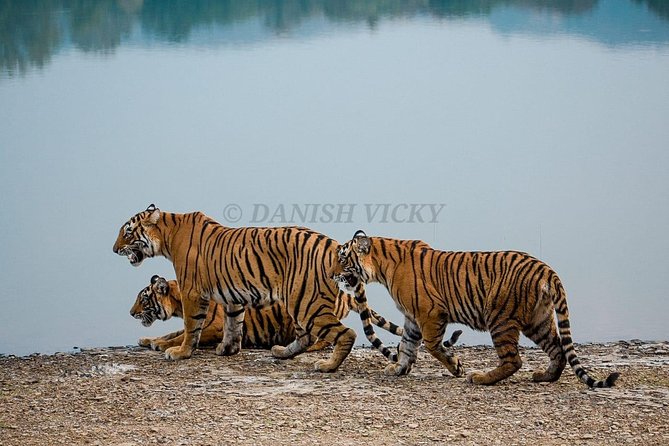 Skip-the-Line Entry for Ranthambore Gypsy Safari - Group Size and Ratings