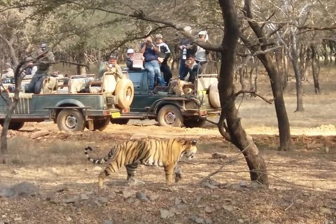 Skip-the-Line Entry for Ranthambore Gypsy Safari - Cancellation Policy