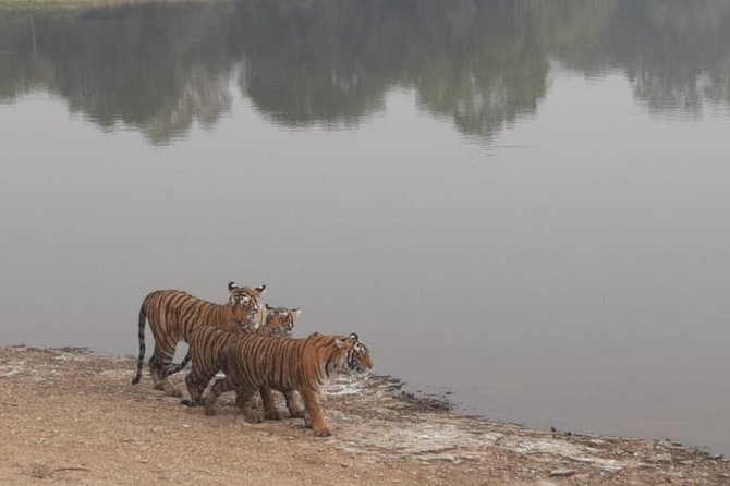 Skip-the-Line Entry for Ranthambore Gypsy Safari - Additional Details