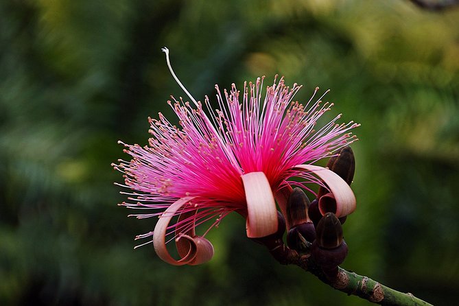 Skip the Line: Flamingo Gardens Admission Ticket in Fort Lauderdale - Aviary and Bird Watching