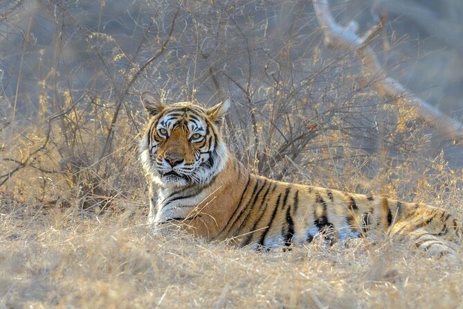 Skip the Line: Gypsy Safari Booking Ticket ( Foreign National ) - Health and Safety Considerations
