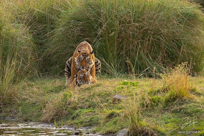 Skip the Line: Gypsy Safari Booking Ticket ( Foreign National ) - Safari Experience Highlights