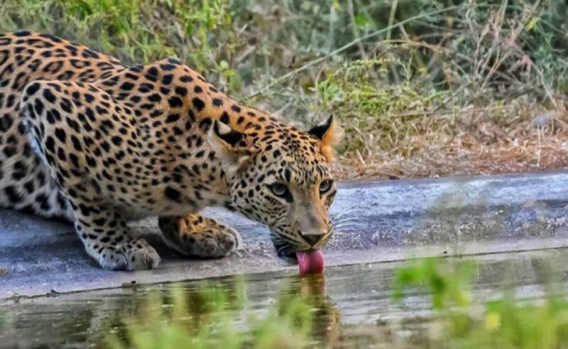 Skip The Line : Nahargarh Biological Park Tour, Jaipur - Wildlife and Flora