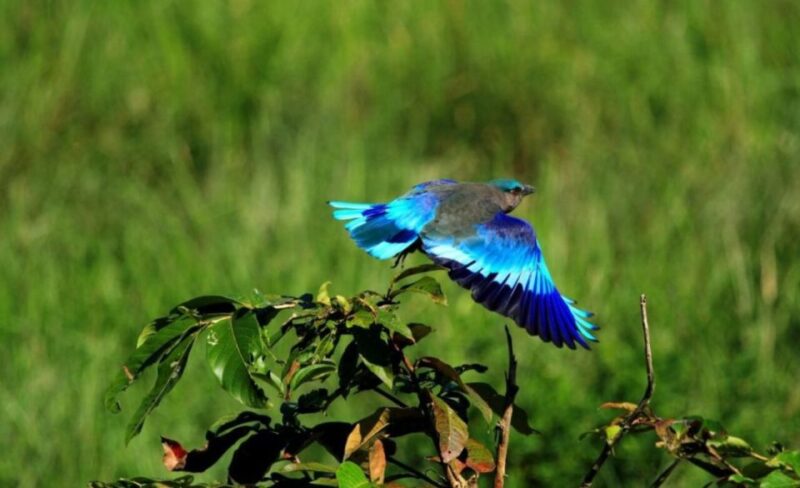 Skip The Line : Nahargarh Biological Park Tour, Jaipur - Safari and Trekking Experiences
