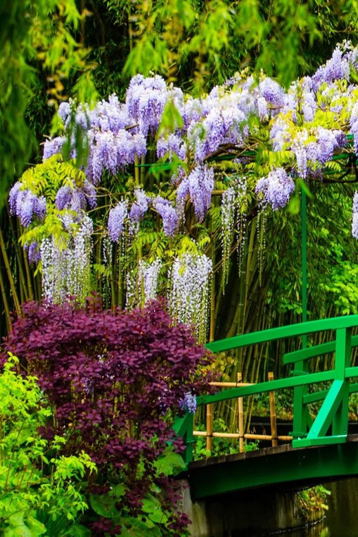 Skip the Line - Private Morning Visit Claude Monet'S Garden - Guided Garden Tour