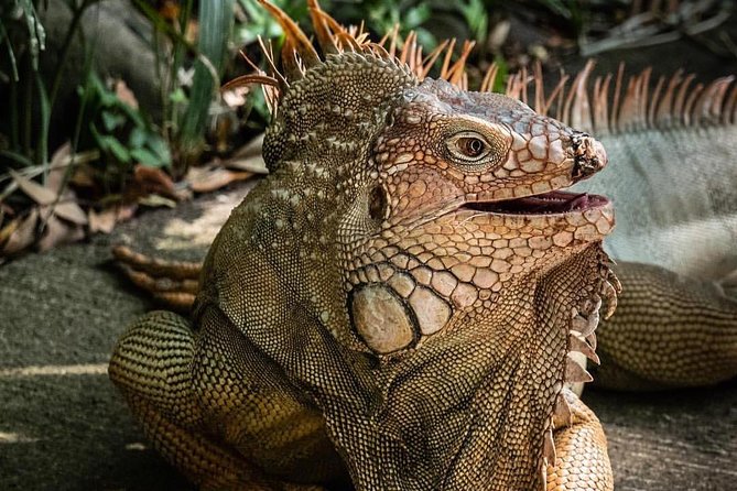 Skip the Line: Rescate Wildlife Rescue Centre General Admission Ticket - Operating Hours and Booking Details