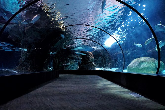 Skip the Line : S.E.A. Aquarium One Day Ticket Only - Sum Up