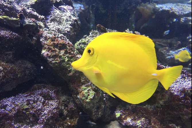 Skip the Line: Santa Marta Marine World Aquarium Admission Ticket and Guide - Guided Tour and Free Exploration