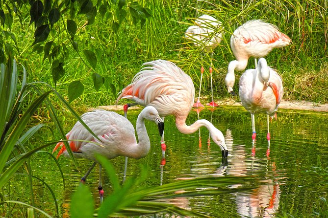 Skip the Line: Terra Natura Benidorm Entrance Ticket - Captivating Animal Highlights
