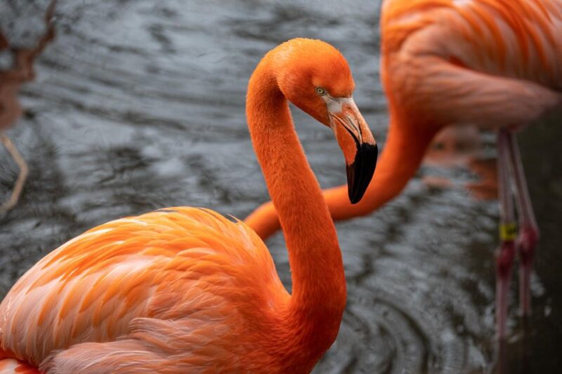 Skip-The-Line Tickets to Bronx Zoo With Private Transfers - Transportation Details