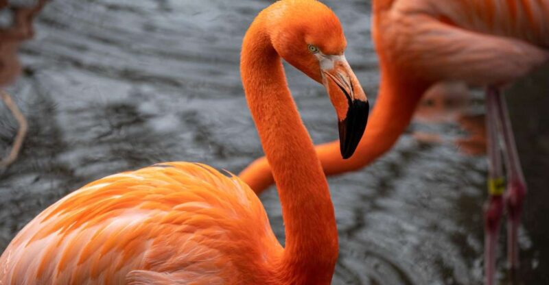 Skip-The-Line Tickets to Bronx Zoo With Private Transfers - Highlights of the Zoo