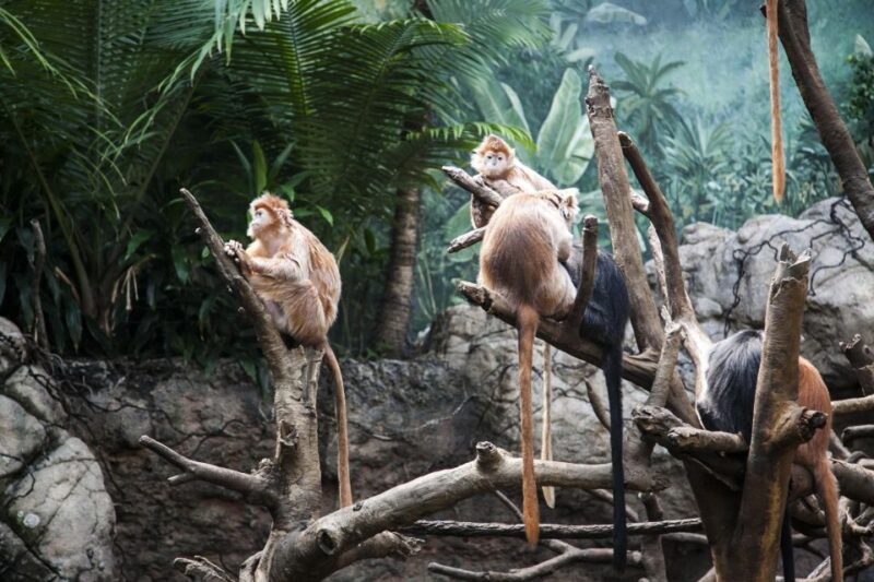 Skip-The-Line Tickets to Bronx Zoo With Private Transfers - Booking and Availability