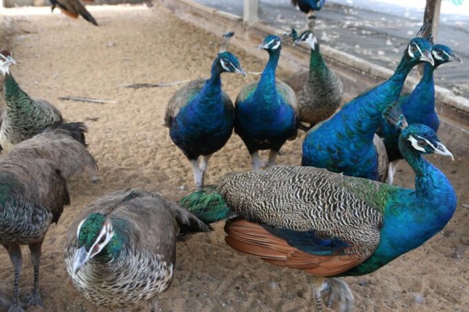 Skip-The-Line Tickets to Bronx Zoo With Private Transfers - Explore the Exhibits