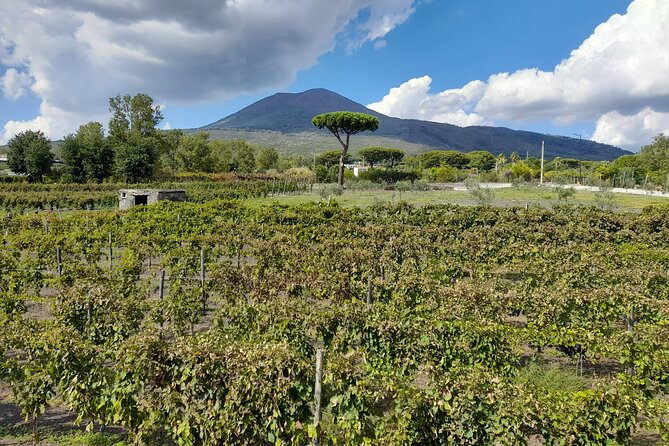 Skip-The-Line Tickets VIP Small Group Tour To Pompei and Vesuvius - Reviews and Feedback