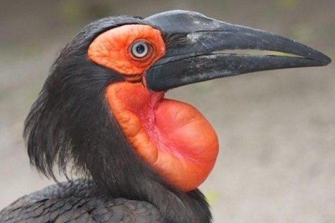 Skip the Line: World of Birds Admission Ticket - Admission Information