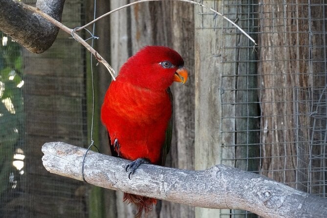 Skip the Line: World of Birds Admission Ticket - Accessibility and Amenities
