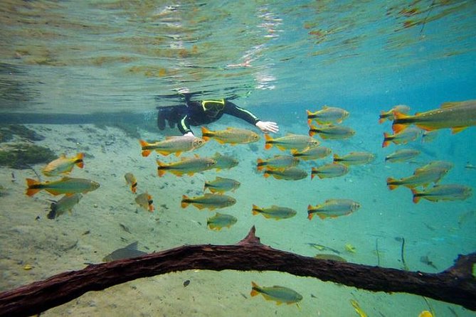 Skip the Line:Recanto Ecologico Rio Da Prata Ticket Including Trail & Snorkeling - Inclusions