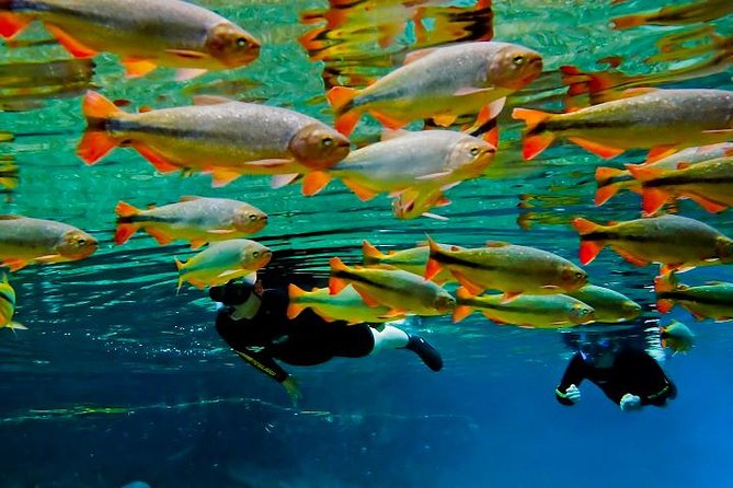 Skip the Line:Recanto Ecologico Rio Da Prata Ticket Including Trail & Snorkeling - Cancellation and Reviews