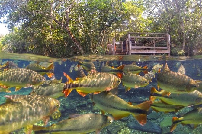 Skip the Line:Recanto Ecologico Rio Da Prata Ticket Including Trail & Snorkeling - Explore Riparian Forest Trail