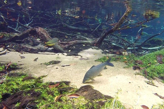 Skip the Line:Recanto Ecologico Rio Da Prata Ticket Including Trail & Snorkeling - Personalized Group Experience