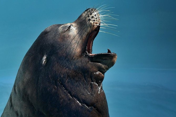 Skip the Ticketing Line: Aquarium of the Pacific General Admission Ticket - Visitors Guide and Languages