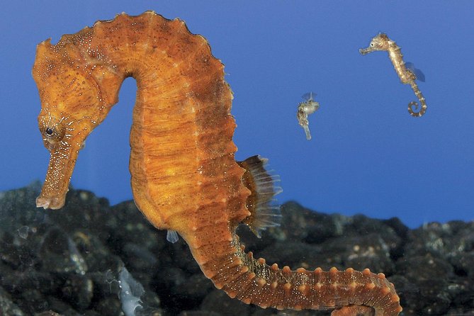 Skip the Ticketing Line: Aquarium of the Pacific General Admission Ticket - Plan Your Visit