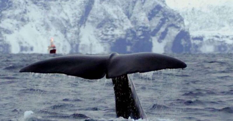 Skjervøy: Birds and Wildlife of Arctic Norway - Diverse Wildlife Encounters