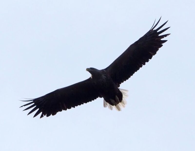 Skjervøy: Birds and Wildlife of Arctic Norway - Safety and Comfort